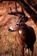 Deer - photo by David Pullin's son